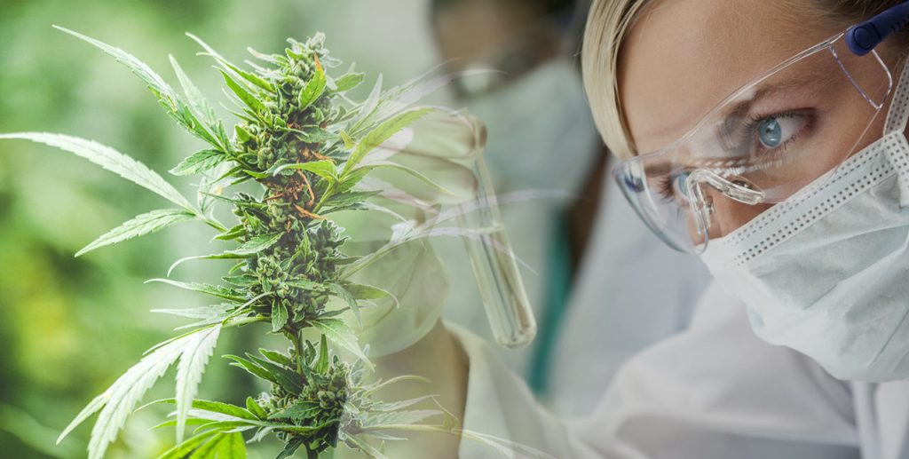 Cannabis with Scientist